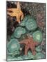 Tidepool of Sea Stars, Green Anemones on the Oregon Coast, USA-Stuart Westmoreland-Mounted Photographic Print