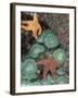 Tidepool of Sea Stars, Green Anemones on the Oregon Coast, USA-Stuart Westmoreland-Framed Photographic Print