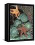 Tidepool of Sea Stars, Green Anemones on the Oregon Coast, USA-Stuart Westmoreland-Framed Stretched Canvas