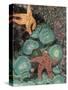 Tidepool of Sea Stars, Green Anemones on the Oregon Coast, USA-Stuart Westmoreland-Stretched Canvas