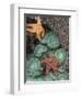 Tidepool of Sea Stars, Green Anemones on the Oregon Coast, USA-Stuart Westmoreland-Framed Photographic Print