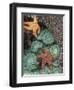 Tidepool of Sea Stars, Green Anemones on the Oregon Coast, USA-Stuart Westmoreland-Framed Premium Photographic Print