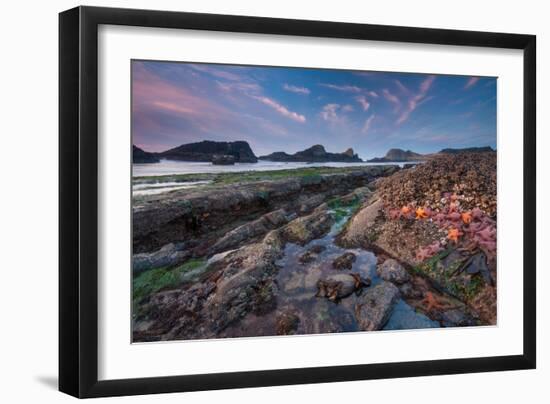 Tidepool-Lantern Press-Framed Art Print