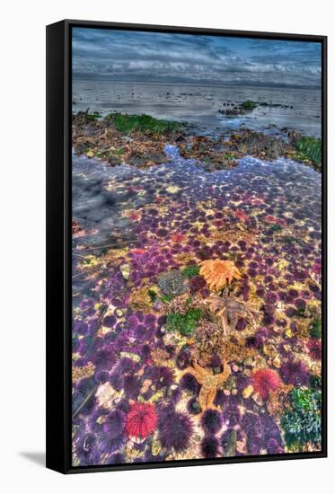 Tidepool-Lantern Press-Framed Stretched Canvas