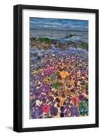 Tidepool-Lantern Press-Framed Art Print