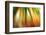 Tie Dye II-Andrew Michaels-Framed Photographic Print