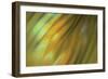 Tie Dye III-Andrew Michaels-Framed Photographic Print