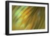 Tie Dye III-Andrew Michaels-Framed Photographic Print