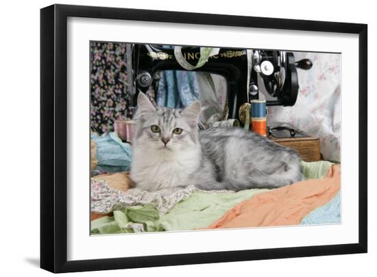 Photographic Print, , large