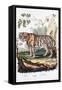 Tiger, 1794-null-Framed Stretched Canvas