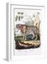 Tiger, 1794-null-Framed Giclee Print