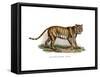 Tiger, 1860-null-Framed Stretched Canvas