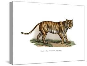 Tiger, 1860-null-Stretched Canvas