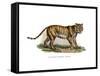 Tiger, 1860-null-Framed Stretched Canvas