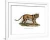 Tiger, 1860-null-Framed Giclee Print