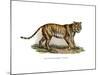 Tiger, 1860-null-Mounted Giclee Print