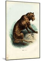 Tiger, 1863-79-Raimundo Petraroja-Mounted Giclee Print