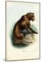 Tiger, 1863-79-Raimundo Petraroja-Mounted Giclee Print