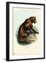 Tiger, 1863-79-Raimundo Petraroja-Framed Giclee Print