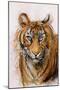 Tiger, 2013 (Pastel)-Faisal Khouja-Mounted Giclee Print