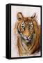 Tiger, 2013 (Pastel)-Faisal Khouja-Framed Stretched Canvas