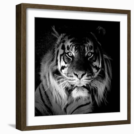 Tiger, 2017-Eric Meyer-Framed Photographic Print