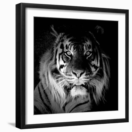 Tiger, 2017-Eric Meyer-Framed Photographic Print