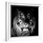 Tiger, 2017-Eric Meyer-Framed Photographic Print