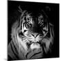 Tiger, 2017-Eric Meyer-Mounted Photographic Print