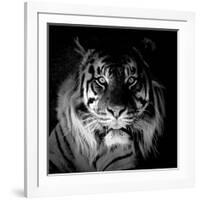 Tiger, 2017-Eric Meyer-Framed Photographic Print