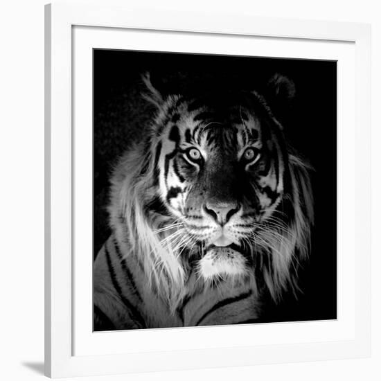 Tiger, 2017-Eric Meyer-Framed Photographic Print