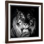 Tiger, 2017-Eric Meyer-Framed Photographic Print