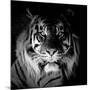 Tiger, 2017-Eric Meyer-Mounted Photographic Print