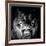 Tiger, 2017-Eric Meyer-Framed Photographic Print