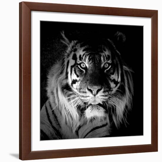 Tiger, 2017-Eric Meyer-Framed Photographic Print