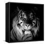 Tiger, 2017-Eric Meyer-Framed Stretched Canvas