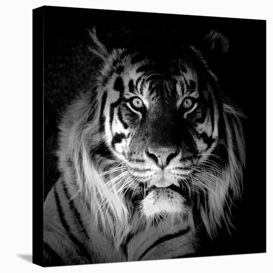 Tiger, 2017-Eric Meyer-Stretched Canvas