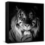 Tiger, 2017-Eric Meyer-Framed Stretched Canvas