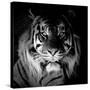 Tiger, 2017-Eric Meyer-Stretched Canvas