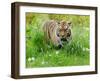 Tiger Amongst Dandelion Clocks Full Bleed-Martin Fowkes-Framed Giclee Print