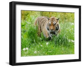 Tiger Amongst Dandelion Clocks Full Bleed-Martin Fowkes-Framed Giclee Print