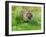 Tiger Amongst Dandelion Clocks Full Bleed-Martin Fowkes-Framed Giclee Print