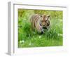 Tiger Amongst Dandelion Clocks Full Bleed-Martin Fowkes-Framed Giclee Print