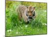 Tiger Amongst Dandelion Clocks Full Bleed-Martin Fowkes-Mounted Giclee Print