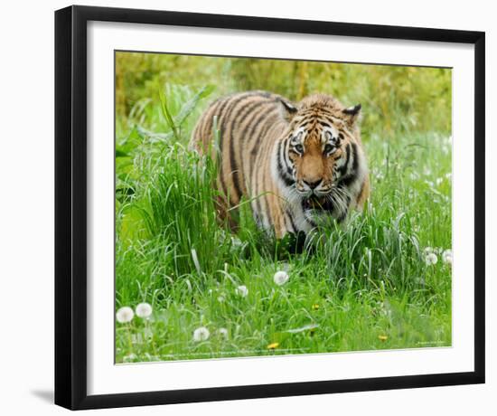 Tiger Amongst Dandelion Clocks Full Bleed-Martin Fowkes-Framed Giclee Print