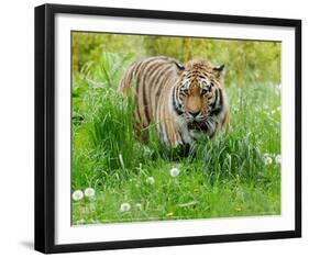 Tiger Amongst Dandelion Clocks Full Bleed-Martin Fowkes-Framed Giclee Print