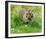 Tiger Amongst Dandelion Clocks Full Bleed-Martin Fowkes-Framed Giclee Print