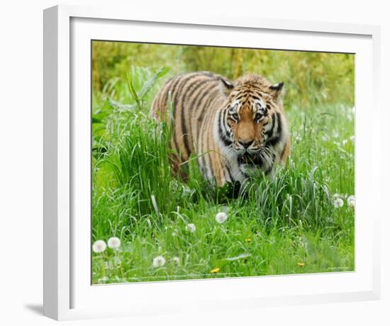 Tiger Amongst Dandelion Clocks Full Bleed-Martin Fowkes-Framed Giclee Print