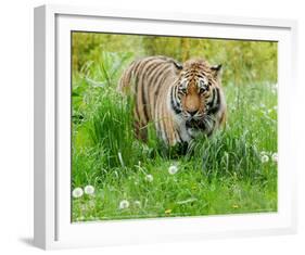 Tiger Amongst Dandelion Clocks Full Bleed-Martin Fowkes-Framed Giclee Print