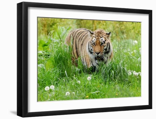 Tiger Amongst Dandelion Clocks-Martin Fowkes-Framed Giclee Print